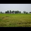 Solche grünen Reisfelder hatten wir in Kambodscha nicht gesehen